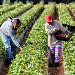 Imagem Agricultor Blog IBI-ON