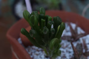 Plantas na Feira Arte e Melodia em Ibiporã.